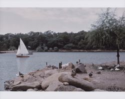 Sailing on Lake Ralphine at Howarth Memorial Park, Santa Rosa, California, June 1970