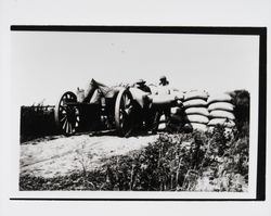 Loading sacks of hops on a wagon