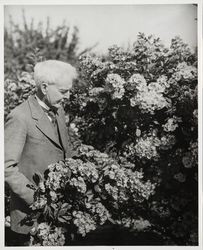 Luther Burbank and his rose bushes