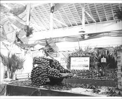 Italian Swiss Colony display at the 1901 Cloverdale Citrus Fair, Cloverdale, California