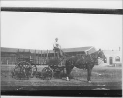 Man driving a delivery wagon, Petaluma, California, about 1887