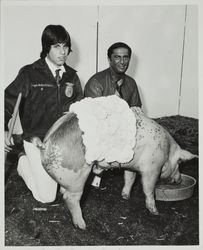 Augie Balistreri with his award winning sow at the Sonoma County Fair, Santa Rosa, California, 1974