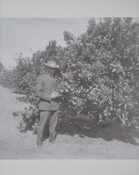 Eugene Moore Weaver in a Sourthern California orange grove in the 1920s