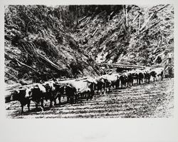 Oxen hauling logs on cribbing in Comptche, Mendocino County, California, about 1900