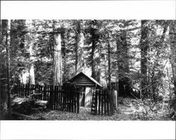 Unidentified Cazadero, California, shack, about 1910