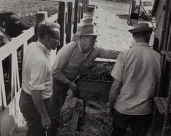 Unloading cattle feed at St. Anthony's Farm, 11207 Valley Ford Road, Petaluma, California, about 1962