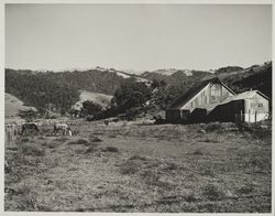 Landscape scene along Highway 116 near Jenner, California, about 1970