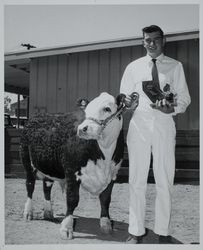 Exhibitor with Best Polled Hereford Award at the Sonoma County Fair, Santa Rosa, California