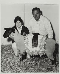 FFA Champion Suffolk lamb at the Sonoma County Fair, Santa Rosa, California