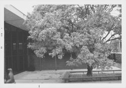 Views of the trees in the library garden area