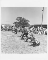 Tug of war at the Old Adobe Fiesta, Petaluma, California, about 1964