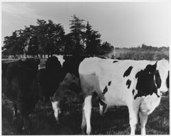 Dairy cows