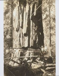 Four men preparing to cut down a large redwood tree at an unidentified northern California location, about 1915