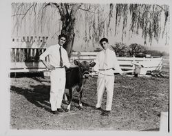 Future Farmers of America members with their cattle, Santa Rosa, California, 1959