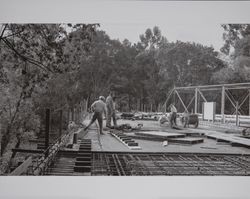 Construction of new Dry Creek Bridge, Dry Creek Valley, Healdsburg, California, 1951