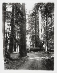 Trees at Armstrong Woods, Guerneville, California, 1967