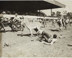 Donkey Watermelon Race on Farmers Day at the racetrack at the Sonoma County Fair, Santa Rosa, California, 1972