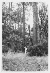 Wooded area near Bodega Bay