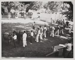 Junior Guernsey livestock judging at the Sonoma County Fair, Santa Rosa, California