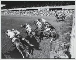 Horses leaving the starting gate at the Sonoma County Fair Racetrack, Santa Rosa, California