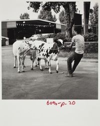 Leading Holsteins at the Sonoma County Fair, Santa Rosa, California, about 1979