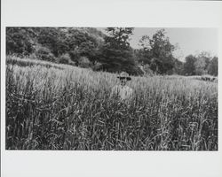 William Powell in wheat field