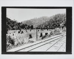 Grape vines in a newly cleared field next to the railroad tracks