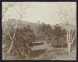 Orange groves near Cloverdale