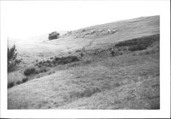 West side of Mecham Hill--Roblar de la Miseria, Ojitas de Aqua of the Diseno, Petaluma, California, May 1971