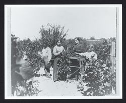 Blackberry pickers at Taylor Ranch