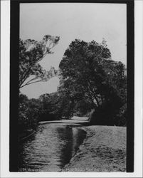 View on Paper Mill Creek, Point Reyes Station, Cal