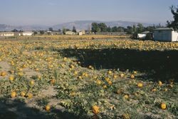 Pumpkin patch near Sebastopol, California, Oct. 1973