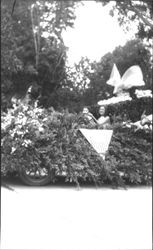 Petaluma (California) Chamber of Commerce float in an unidentified parade in Petaluma, California, about 1924