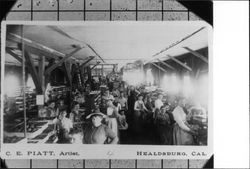 Interior of a fruit packing plant