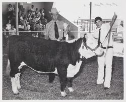 Keith Kunde and his Polled Hereford steer at the Sonoma County Fair, Santa Rosa, California