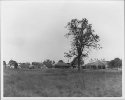 California Charcoal Company,Windsor, California, September 8, 1952