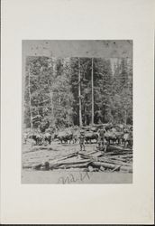 Logging with ox teams near Guerneville