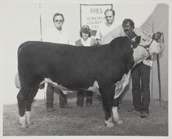 1983 prize-winning bull at the Sonoma County Fair, Santa Rosa, California