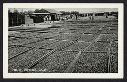 Fruit drying, California