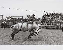 William Canfield attempts to ride a bucking horse in the Petaluma Rodeo at the fairgrounds in Petaluma, California, 1970s