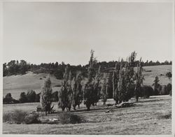 Landscape scene near Bodega Highway, Freestone, California, about 1970