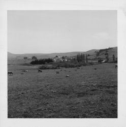 Views of the Bodega Bay countryside, about 1963