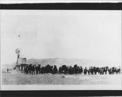 Teams of horses at Cotati Rancho, Cotati, California, 1890