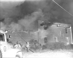 Petaluma Hatchery fire, Petaluma, California, April 13, 1958