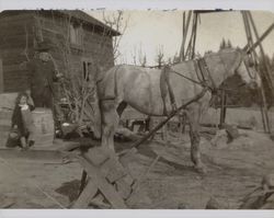 Burgess Titus and Nathan J. Titus, Freestone, California, about 1908