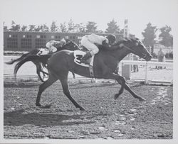 Number 3 crosses the finish line at the Sonoma County Fair Racetrack, Santa Rosa, California