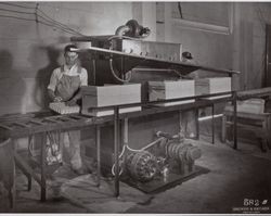 Processing eggs at the Poultry Producers of Central California plant at 323 East Washington Street, Petaluma, California, in the 1950s