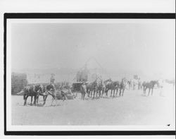 Baling hay near Petaluma, California, about 1906