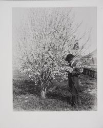 Luther Burbank hybridizing plums