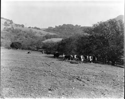 Bull and cattle on the Stephens Ranch, Santa Rosa, California, March 19, 1973